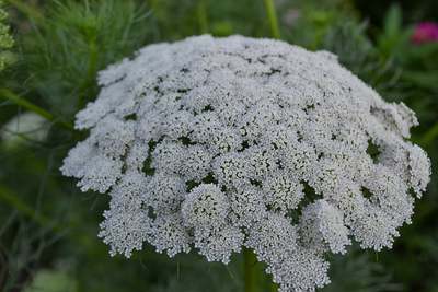 Ammi Green Mist False Queen Anne's Lace Bishop's Weed Premium 100 - Seed Packet
