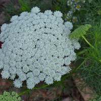 Ammi Green Mist False Queen Anne's Lace Bishop's Weed Premium 100 - Seed Packet - Thumbnail 1