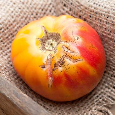 Old german heirloom tomato premium seed packet