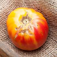Old German Heirloom Tomato Premium Seed Packet - Thumbnail 1
