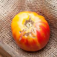 Old German Heirloom Tomato Premium Seed Packet - Thumbnail 2