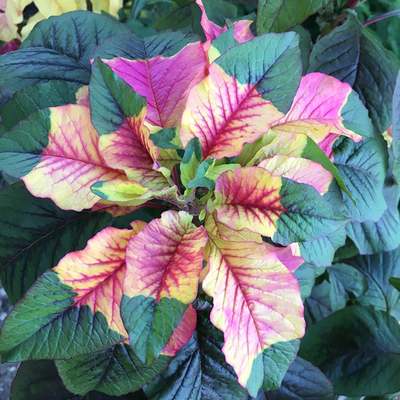 Joseph's coat amaranthus tricolor amaranth summer poinsettia premium seed packet