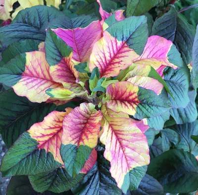 Joseph's Coat Amaranthus Tricolor Amaranth Summer Poinsettia Premium Seed Packet