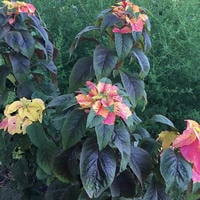 Joseph's Coat Amaranthus Tricolor Amaranth Summer Poinsettia Premium Seed Packet - Thumbnail 1