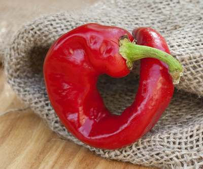 Dragons Claw Heirloom Pepper Premium Seed Packet