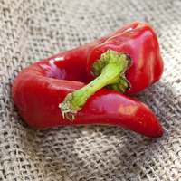 Dragons Claw Heirloom Pepper Premium Seed Packet - Thumbnail 1