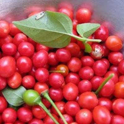 Red chiltepin heirloom pepper premium seed packet + more