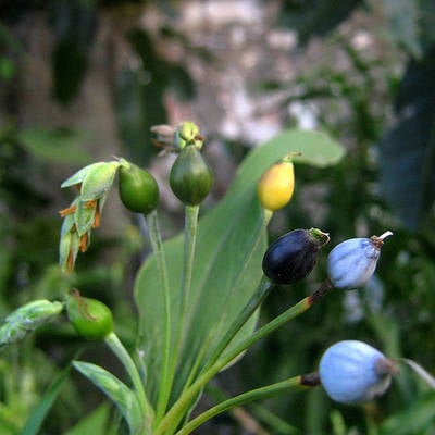 Job's tears coix gluten free grain premium seed packet