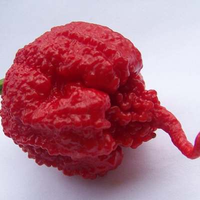 Carolina reaper hp22b pepper premium seed packet record hottest in the world