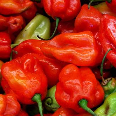 Aji dulce red sweet venezuelan national pepper premium seed packet + more