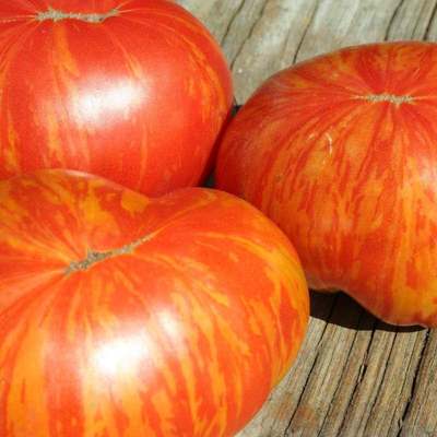 Painted lady variegated heirloom tomato premium seed packet