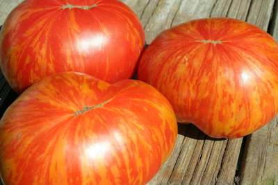 Painted Lady Variegated Heirloom Tomato Premium Seed Packet