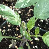 Painted Lady Variegated Heirloom Tomato Premium Seed Packet - Thumbnail 1