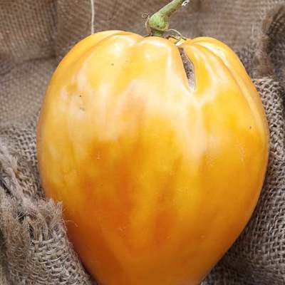 Orange oxheart heirloom tomato premium seed packet