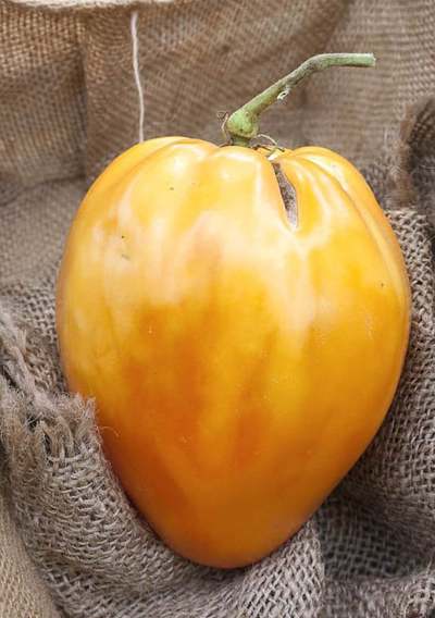 Orange Oxheart Heirloom Tomato Premium Seed Packet