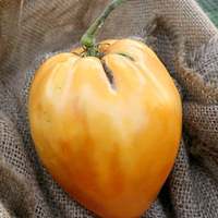 Orange Oxheart Heirloom Tomato Premium Seed Packet - Thumbnail 2