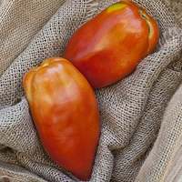 San Marzano Redorta Heirloom Tomato Premium Seed Packet - Thumbnail 1