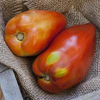 San Marzano Redorta Heirloom Tomato Premium Seed Packet - Thumbnail 3