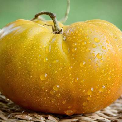 Thorburn's terra cotta terracotta heirloom tomato premium seed packet