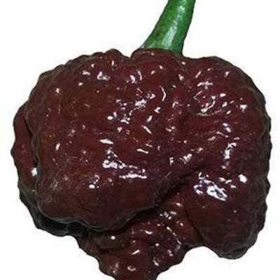 Chocolate carolina reaper hp22b pepper premium seed packet record hottest in the world + more