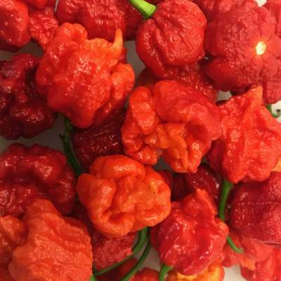 Hurt berry pepper premium seed packet record hottest in the world + more