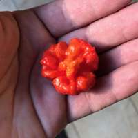 Hurt Berry Pepper Premium Seed Packet Record Hottest in The World + More - Thumbnail 1