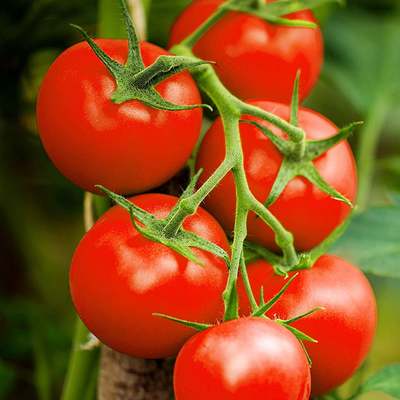 Homestead heirloom tomato premium seed packet