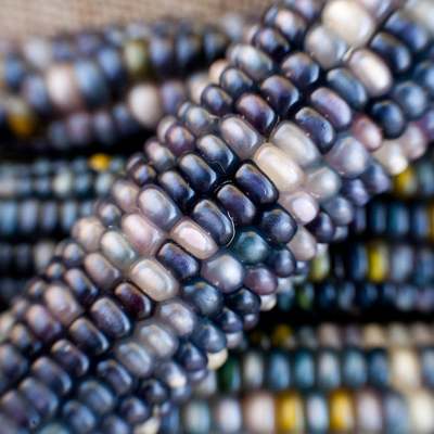 Sapphires and pearls glass gem cherokee corn seed pack
