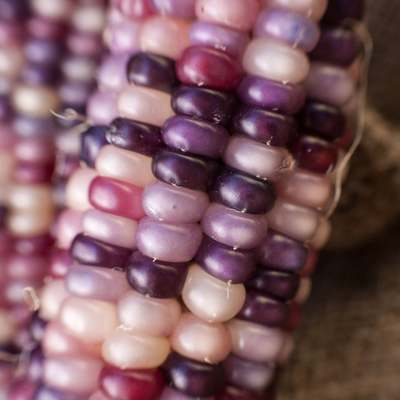 Amethyst dream purple glass gem cherokee corn heirloom premium seed packet the most beautiful corn in the world