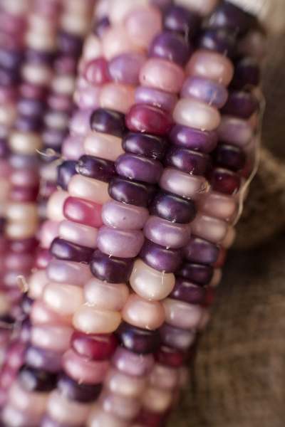 Amethyst Dream Purple Glass Gem Cherokee Corn Heirloom Premium Seed Packet The Most Beautiful Corn in the World
