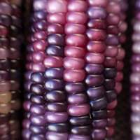 Amethyst Dream Purple Glass Gem Cherokee Corn Heirloom Premium Seed Packet The Most Beautiful Corn in the World - Thumbnail 1