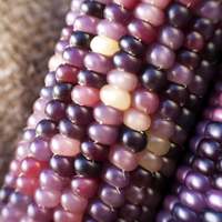 Amethyst Dream Purple Glass Gem Cherokee Corn Heirloom Premium Seed Packet The Most Beautiful Corn in the World - Thumbnail 2