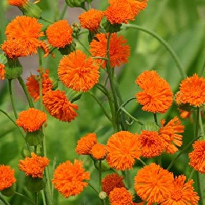 Poet orange tassel flower tasselflower emilia javanica aster premium seed packet