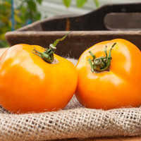 Pegs Round Orange Heirloom Tomato Premium Seed Packet - Thumbnail 1