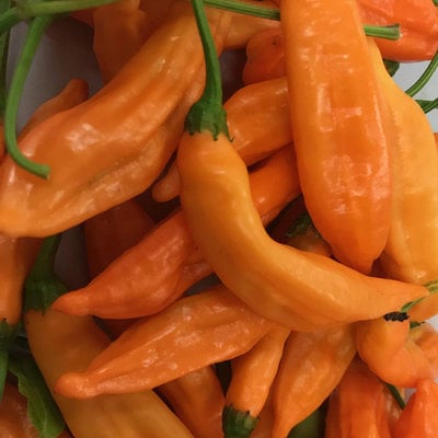 Aji orange drop limon kellu uchu chile heirloom pepper premium seed packet + more