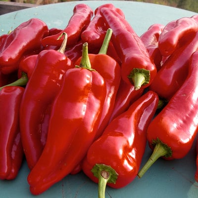 Doux d'espagne the famous basque region heirloom pepper premium seed packet