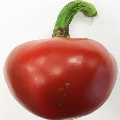 Nora basque heirloom pepper premium seed packet + more