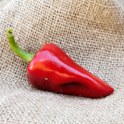 Piquillo spanish little beak tapas heirloom pepper premium seed packet