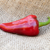 Piquillo Spanish Little Beak Tapas Heirloom Pepper Premium Seed Packet - Thumbnail 2