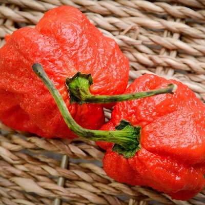Red skunk ultra hot pepper premium seed packet