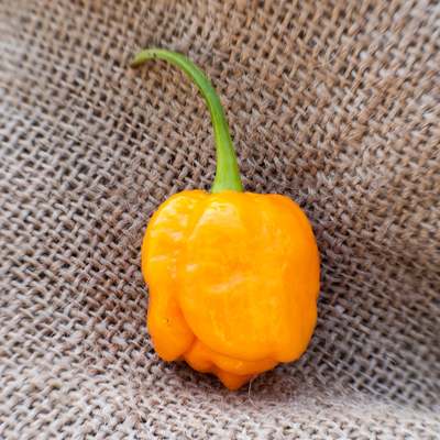 Trinidad yellow 7 pot heirloom pepper premium seed packet