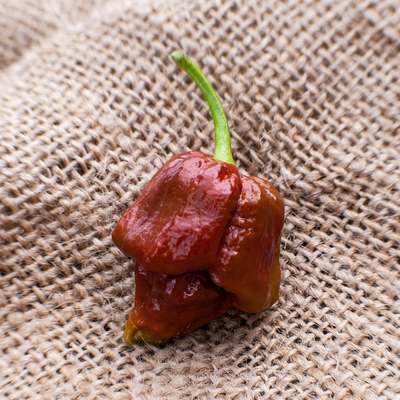 Chocolate trinidad scorpion hot pepper premium seed packet