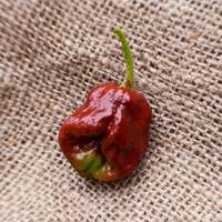 Chocolate Trinidad Scorpion Hot Pepper Premium Seed Packet - Thumbnail 1