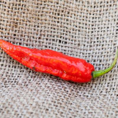 Ghost pepper bhut jolokia heirloom pepper premium seed packet