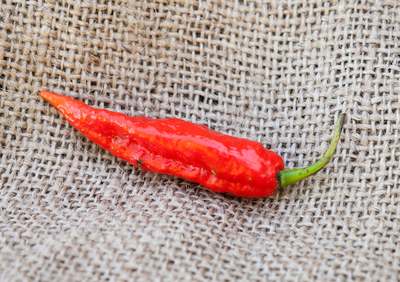 Ghost Pepper Bhut Jolokia Heirloom Pepper Premium Seed Packet
