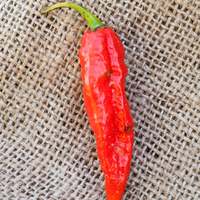 Ghost Pepper Bhut Jolokia Heirloom Pepper Premium Seed Packet - Thumbnail 1