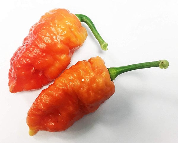 Death Spiral Ultra Hot Pepper Premium Seed Packet Possibly The Hottest in The World