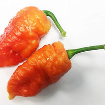 Death Spiral Ultra Hot Pepper Premium Seed Packet Possibly The Hottest in The World