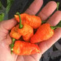 Death Spiral Ultra Hot Pepper Premium Seed Packet Possibly The Hottest in The World-1