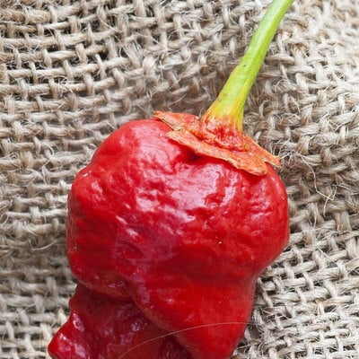 Bubblegum 7 pot scorpion super hot pepper premium seed packet